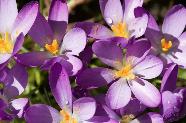 Фиолетовый Крокус Цветы Закрыть — стоковое фото