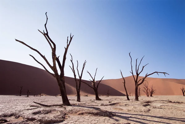 Bare Bomen Woestijn — Stockfoto