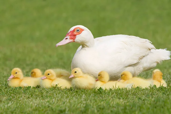 Entenfamilie Mit Entenmutter Auf Gras — Stockfoto