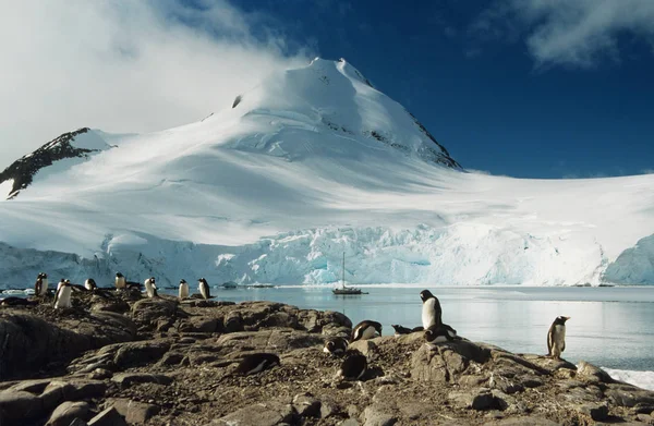 Пингвины в порту блокировки — стоковое фото