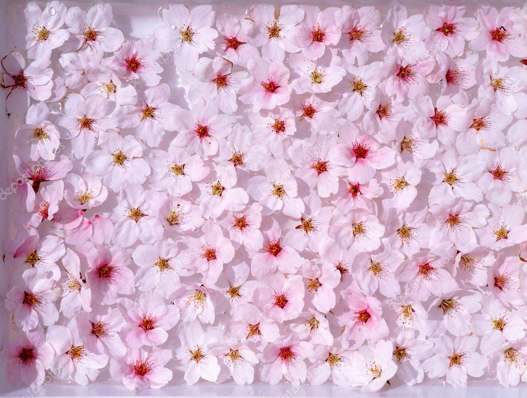 Pink flowers on white background 