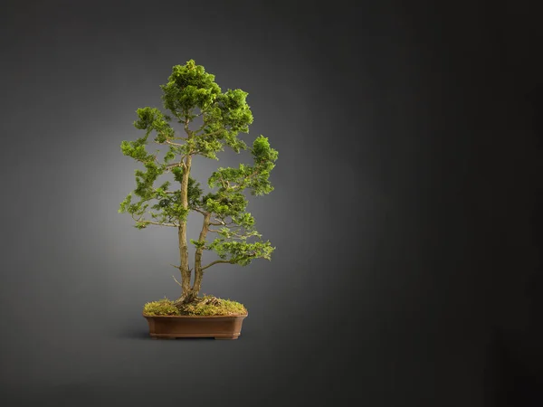 Студійний знімок бонсайського дерева в мохоподібному рослинному горщику — стокове фото