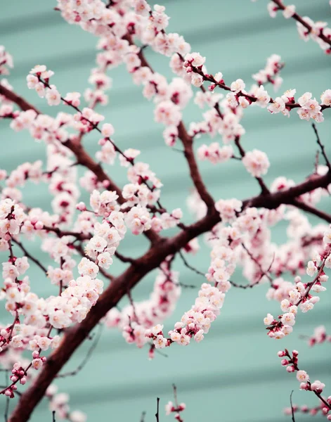 Pink Blossom Close — Stock Photo, Image