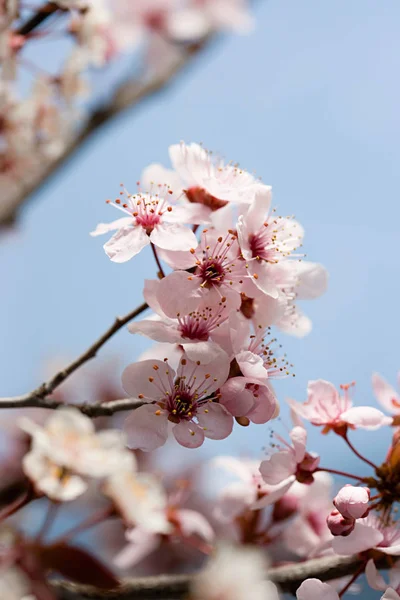 Hawthorn Blossom Blue Sky — Stock Photo, Image