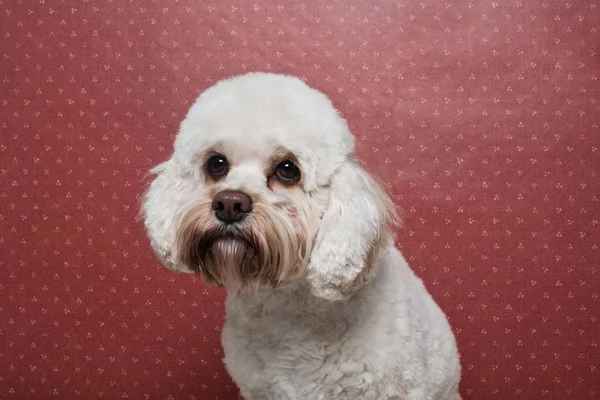 Portrait of a poodle — ストック写真