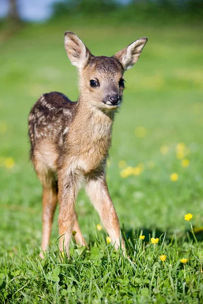Cute Fawn Standing Grass — Stock Photo, Image