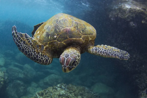 Underwater view of turtle swimming in ocean, Hawaii, USA — 스톡 사진