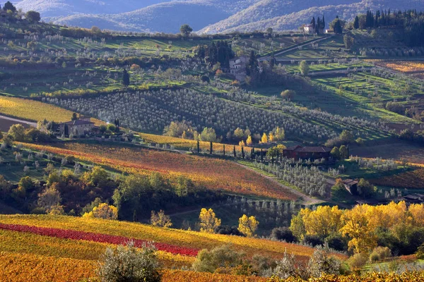 Chianti classico wijngaarden in de herfst — Stockfoto