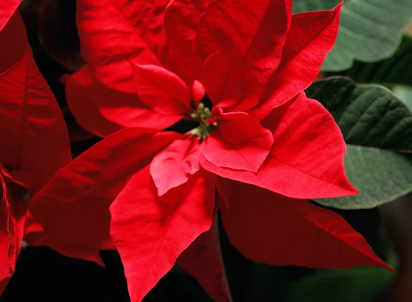 Kırmızı Noktalı Çiçek Kapat — Stok fotoğraf