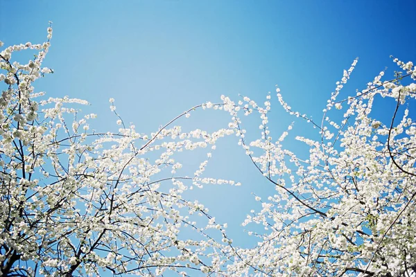 Blossom Tree Sky — Stock Photo, Image