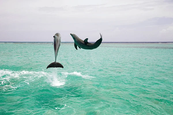 Golfinhos-de-garrafa saltam do mar — Fotografia de Stock