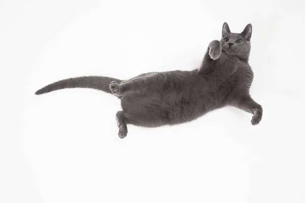 Russische Blauwe Kat Spelen Zijn Rug — Stockfoto
