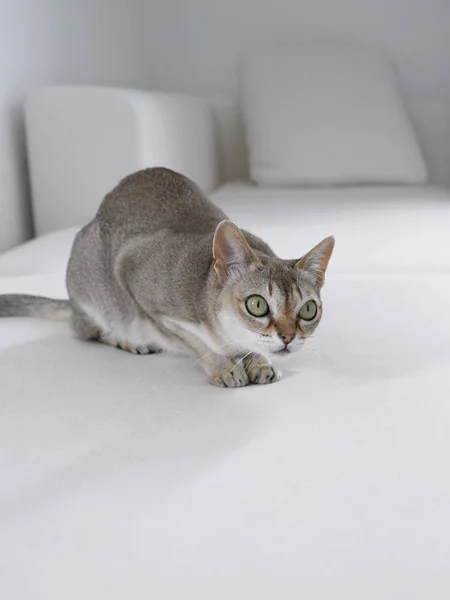 Gato Gris Sofá Blanco —  Fotos de Stock