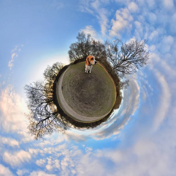 Beagle Parku Małym Efektem Planety — Zdjęcie stockowe