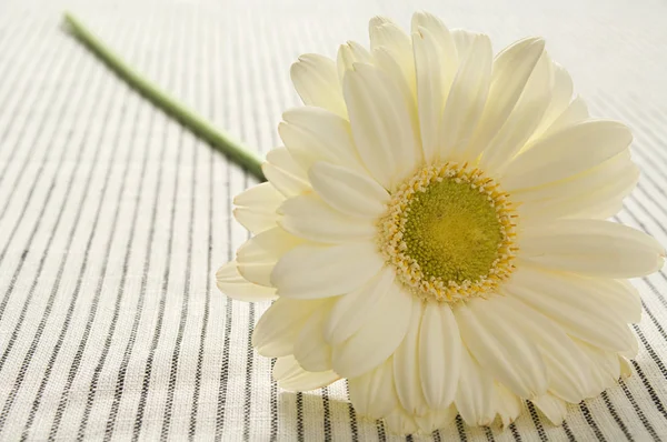 Gerbera Flower Table — Stock Photo, Image