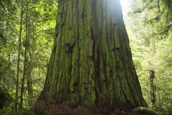 Ağaç Gövdesi Redwood Ulusal Parkı Kaliforniya Usa — Stok fotoğraf
