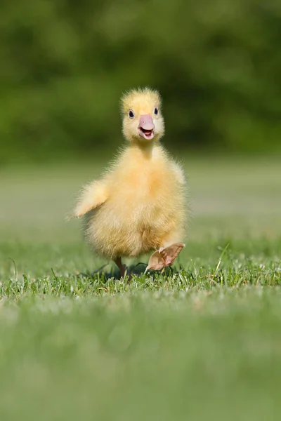 Un gosling caminando sobre hierba — Foto de Stock