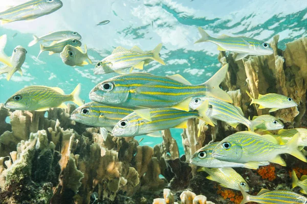 Escuela de peces en el arrecife submarino — Foto de Stock