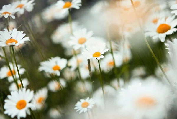 Prästkragar Blommor Närbild — Stockfoto