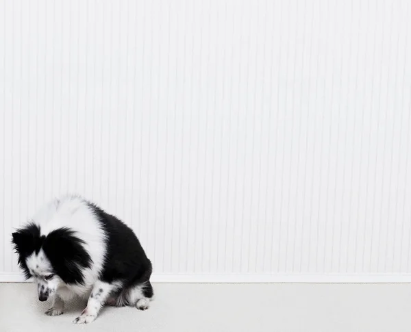 Portret van een border collie mix hond die naar beneden kijkt — Stockfoto