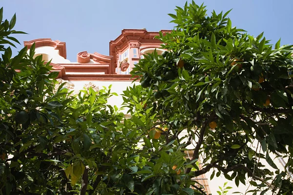 Orange tree in spain — Stock Photo, Image