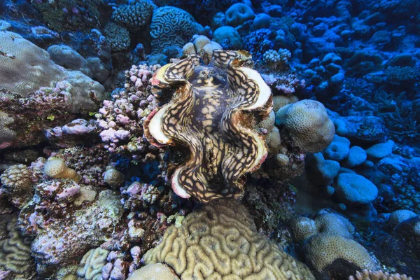 Onderwater zicht op Tridacna maxima (reuzenmossel) bij Palmerston Atoll, Cook Islands — Stockfoto