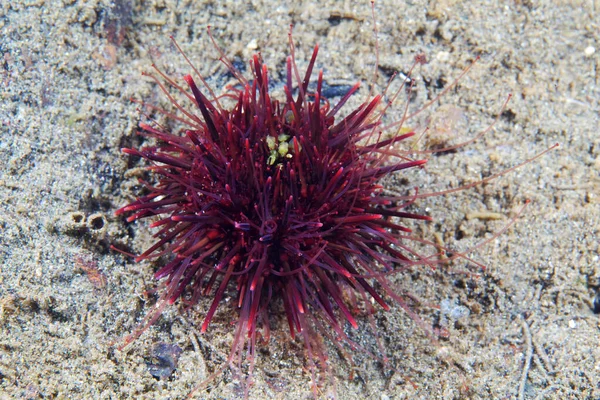 Strongylocentrotus Nudus Mar Ouriço Jovem Mar Japão — Fotografia de Stock