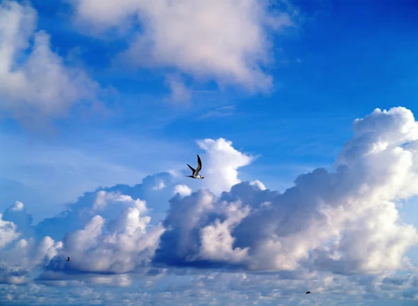 Ptáci létající na zamračené obloze — Stock fotografie