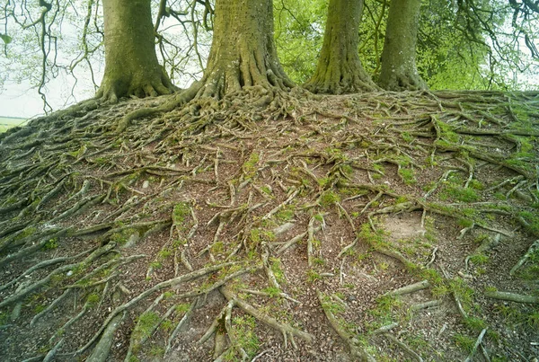 Pohled na kořeny stromů a stromy na kopci — Stock fotografie