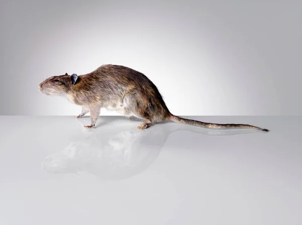 白い背景にネズミ — ストック写真