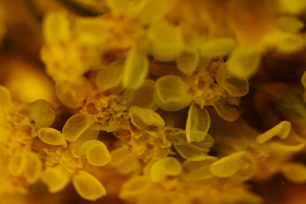 Gula blommor, närbild — Stockfoto