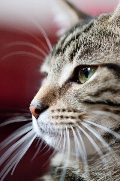 Retrato de gato, primer plano —  Fotos de Stock