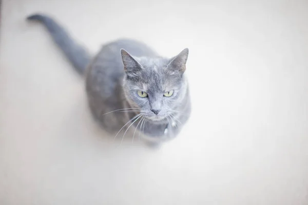 Retrato Gato Cinzento Vista Elevada — Fotografia de Stock