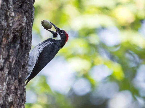 Woodpecker, Forest Knolls, California, Usa — Stock fotografie