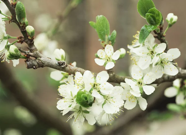 Apple Blossom Close — Stock Photo, Image