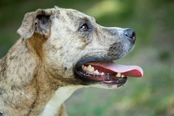 Portrét Pitbull — Stock fotografie