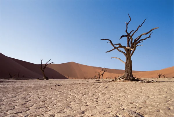 Bare Bomen Woestijn — Stockfoto