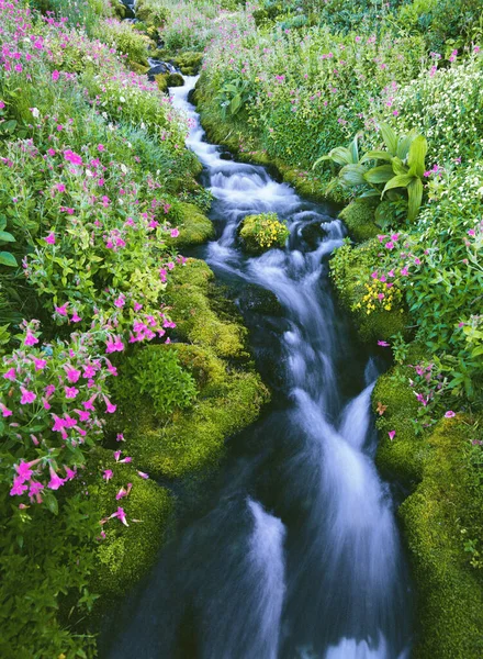 Lewis Monkeyflowers River — 스톡 사진