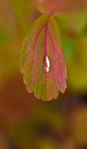 Gouttelette d'eau sur feuille d'automne — Photo