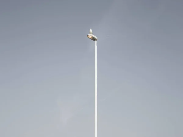 Ptak siedzący na światłach ulicznych — Zdjęcie stockowe