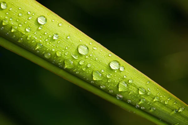 Pioggia Una Foglia Yucca — Foto Stock