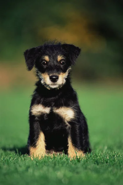 Anak anjing duduk di rumput — Stok Foto