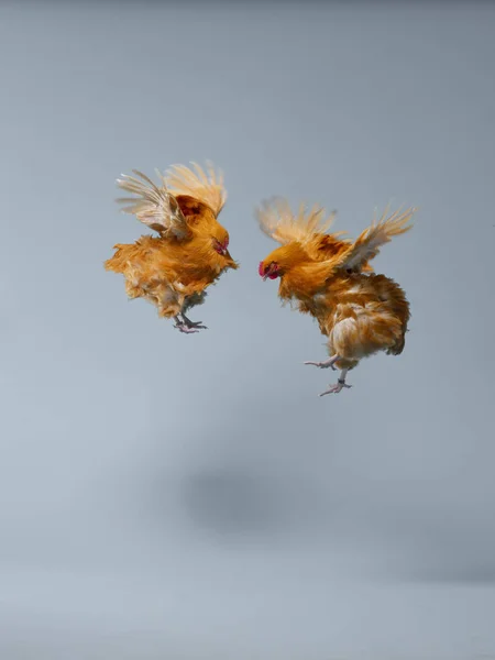 Kuřata Létající Vzduchu — Stock fotografie
