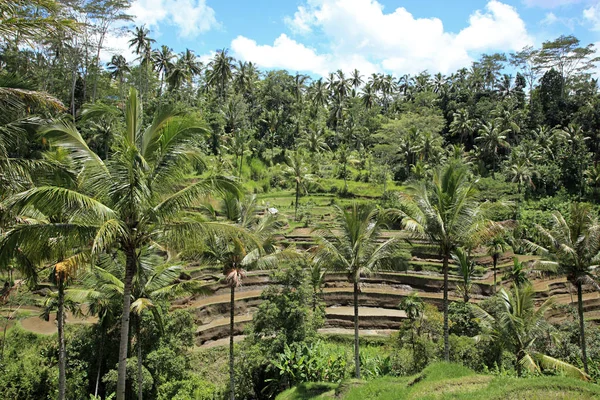 Rice fields and palm trees in bali — Stock Photo, Image