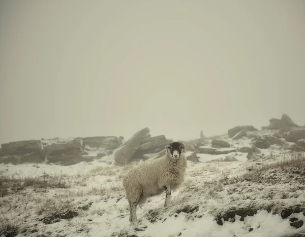 Sheep Snow Swaledale Yorkshire England — Stock Photo, Image