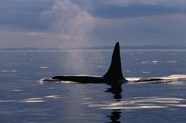 Een orka die opduikt — Stockfoto