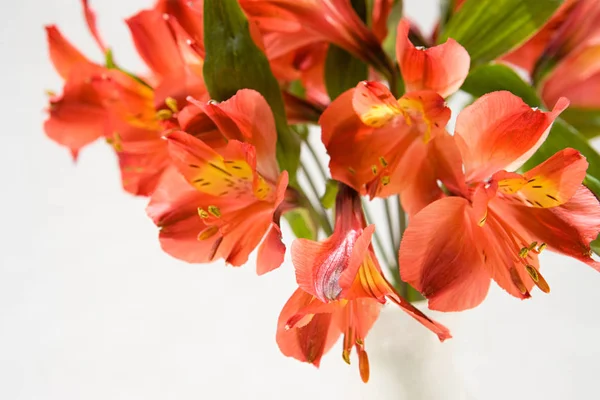 Peruvian lily isolated on white background