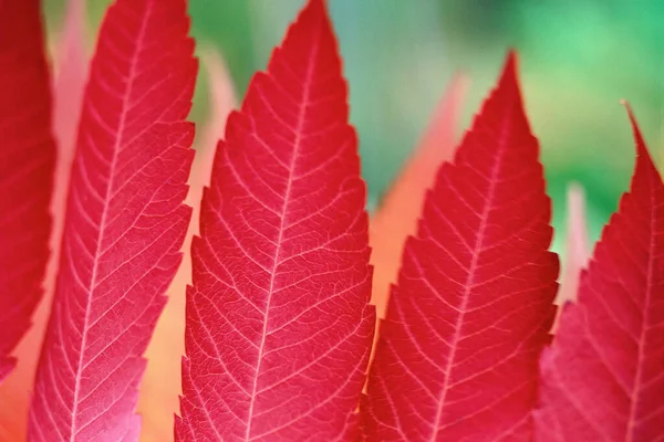 Крупный план листьев папоротника — стоковое фото