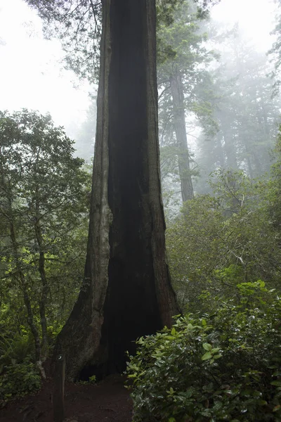 Tree trunk, Redwoods National Park, Califórnia, EUA — Fotografia de Stock
