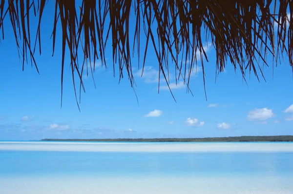 View Sea Palm Tree — Stock Photo, Image